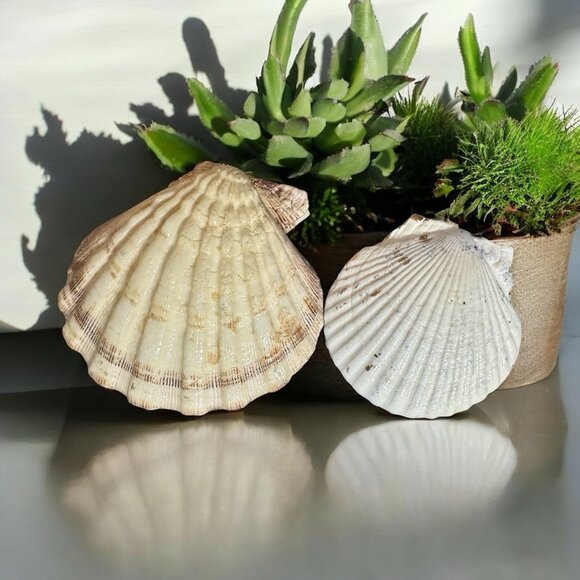 Set 2 Hand Made Decoupage Scallop Shell Trinket Dishes Blue Floral Pearl - Picture 3 of 6